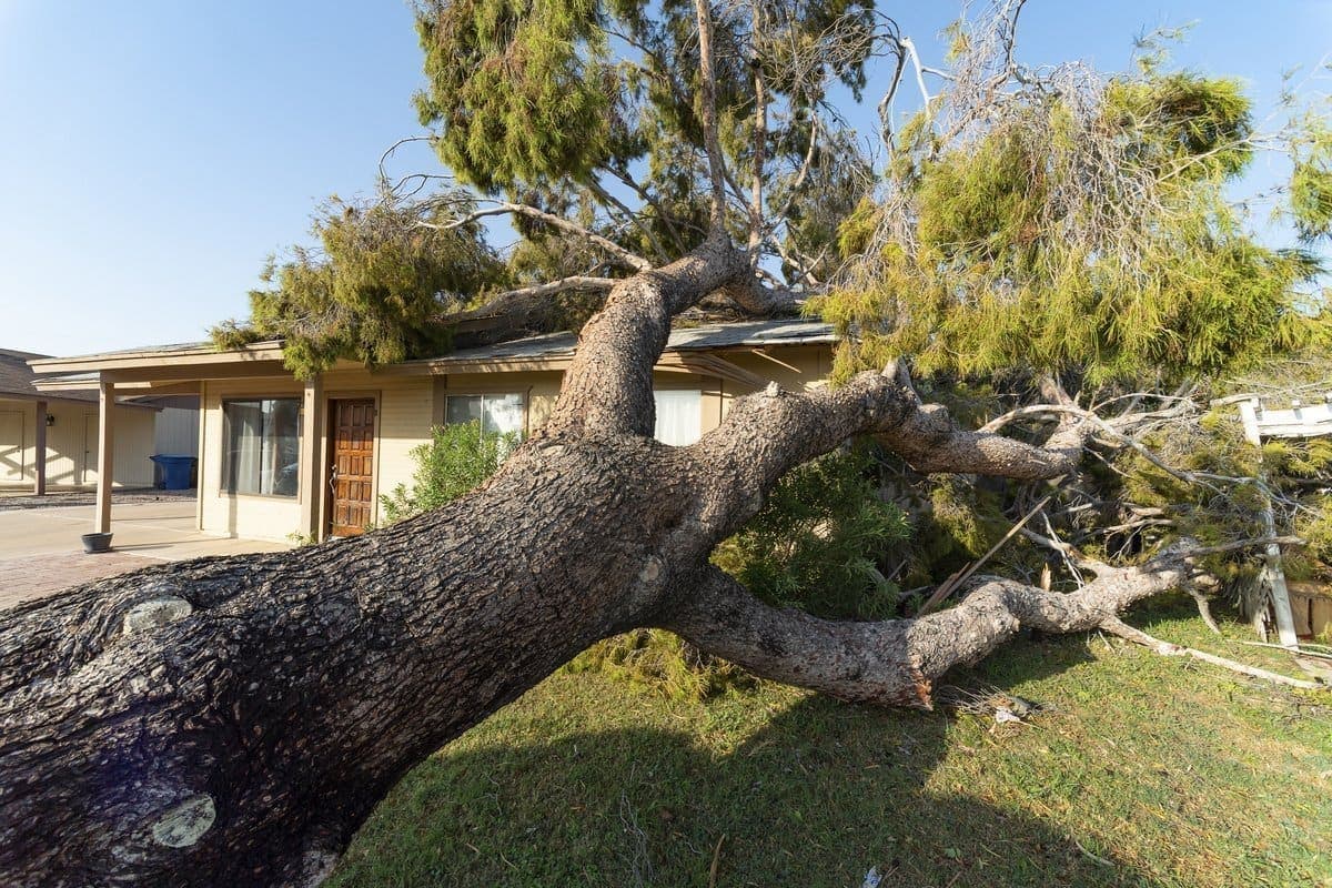 Storm-damaged tree limbs across a residential property after high winds