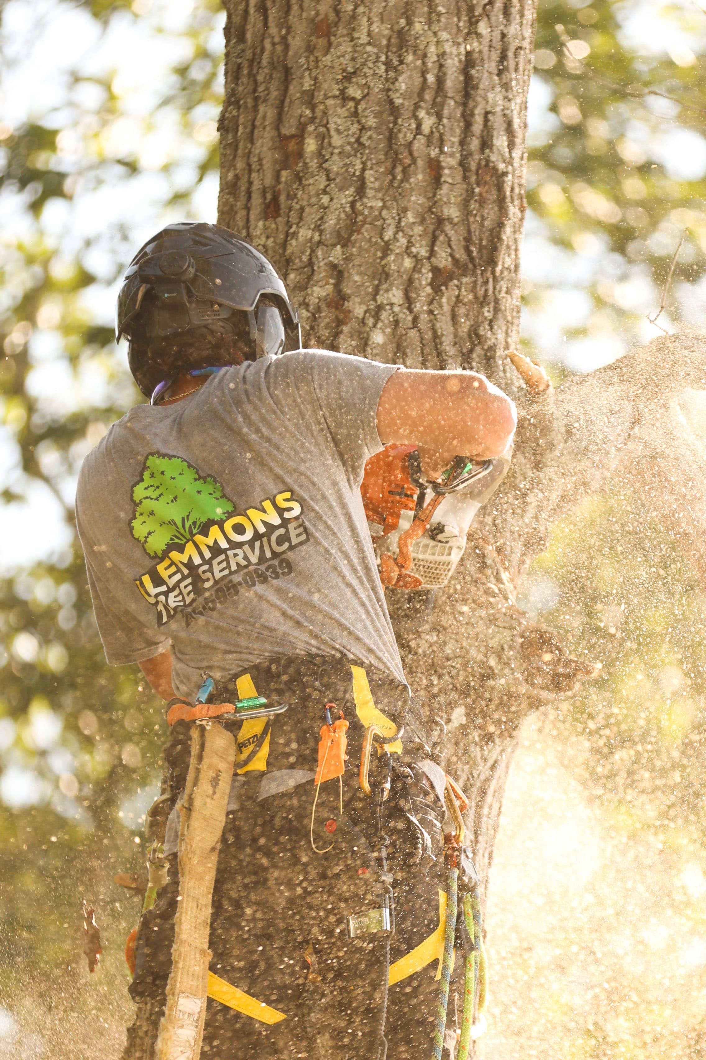 Clemmons Tree Service climber making a cut high in a hardwood at golden hour, branded shirt visible