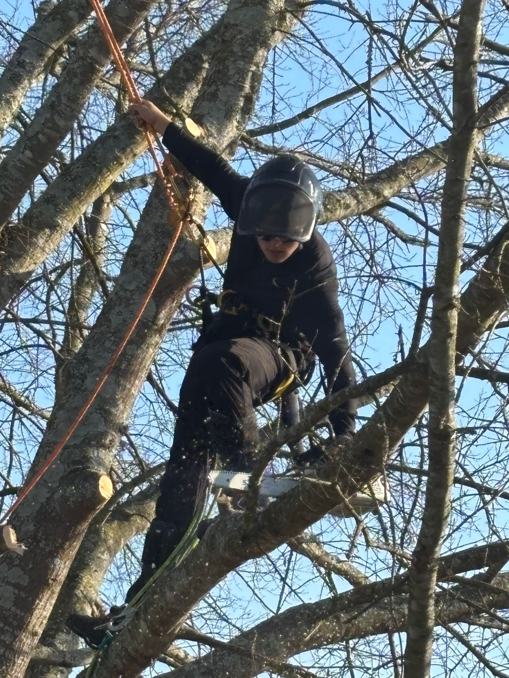Climber high in a bare hardwood tree, working off ropes during a winter pruning job