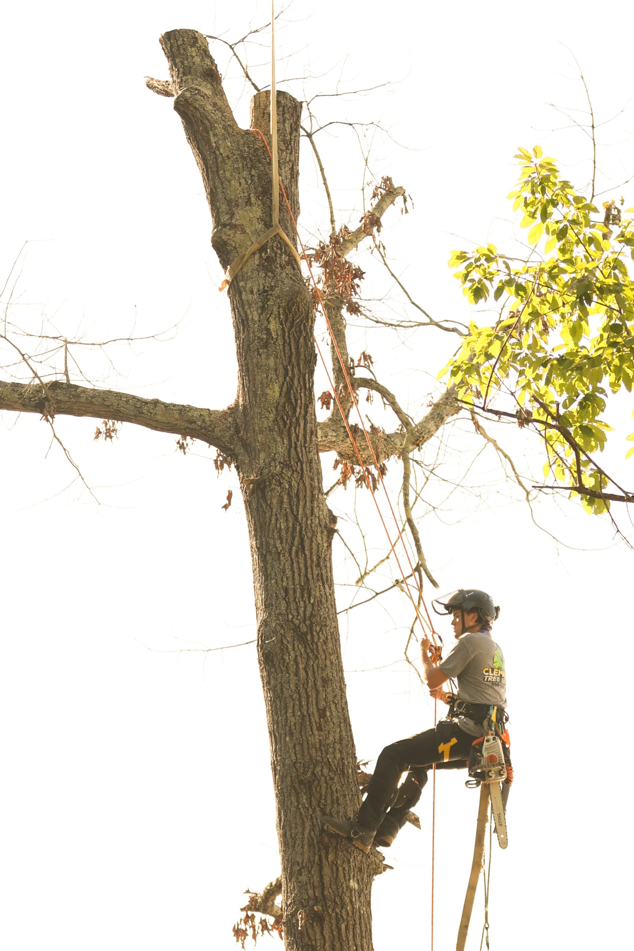 Clemmons Tree Service climber working high on a hardwood trunk in branded gear